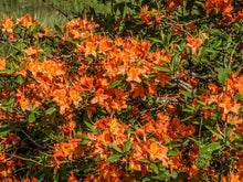 Load image into Gallery viewer, Flame Azalea  Rhododendron calendulaceum  20 Seeds