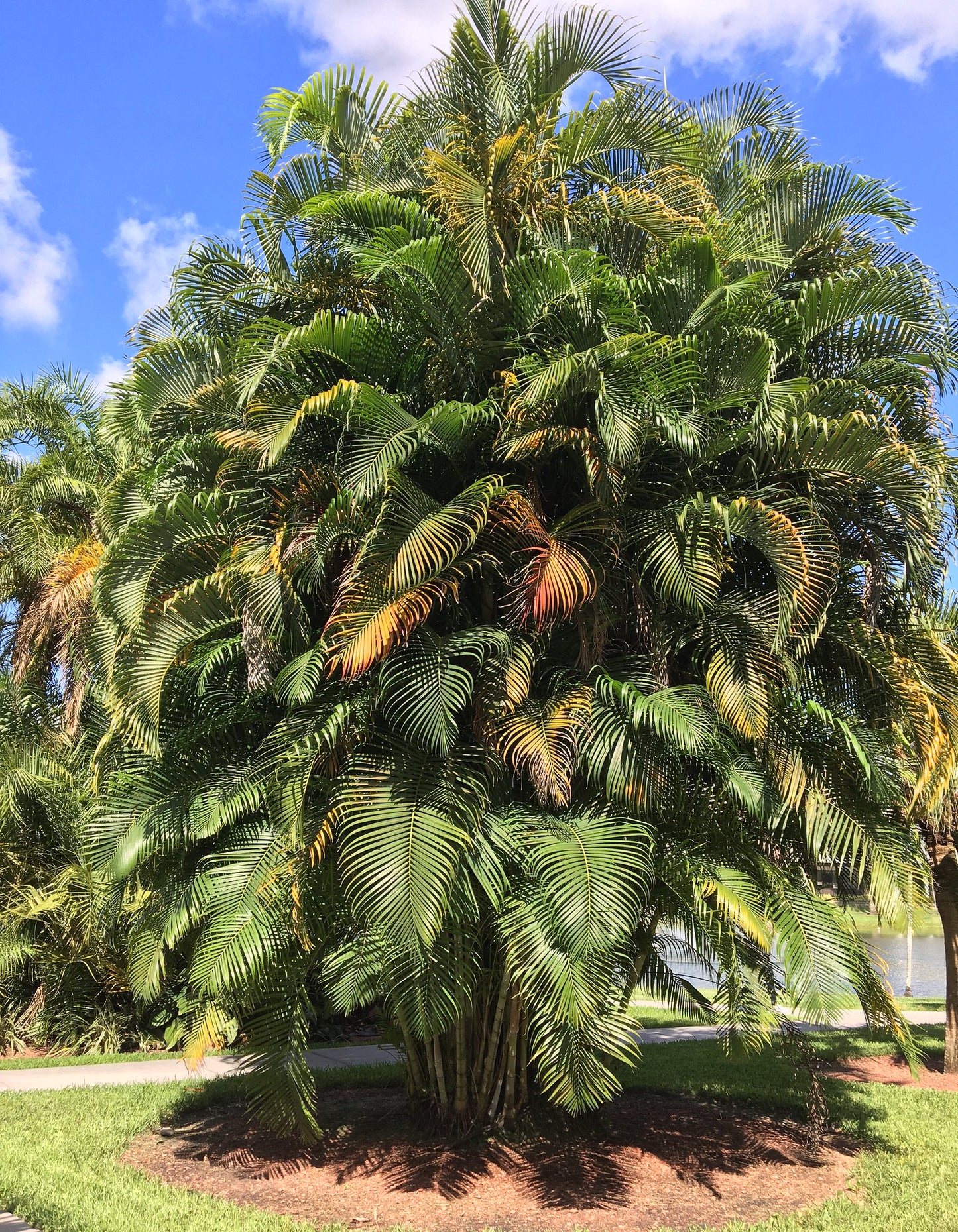 Areca Palm Butterfly Palm Chrysalidocarpus lutescens 20 Seeds  USA Company