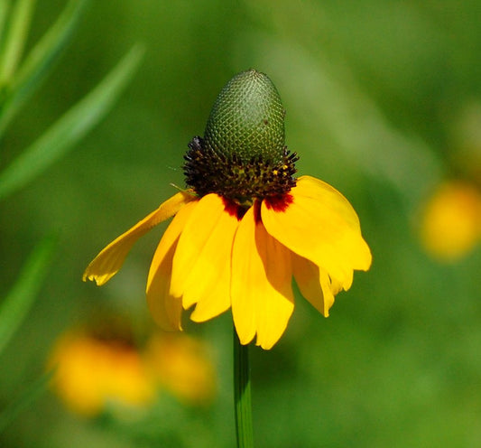 Clasping Coneflower Rudbeckia amplexicaulis 100 Seeds