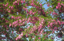 Load image into Gallery viewer, Rose Acacia Bristly Locust Robinia hispida 20 Seeds