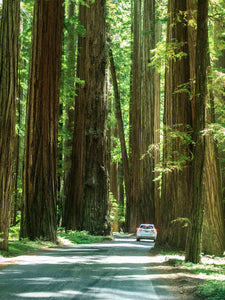 Coast Redwood Sequoia sempervirens 20 Seeds