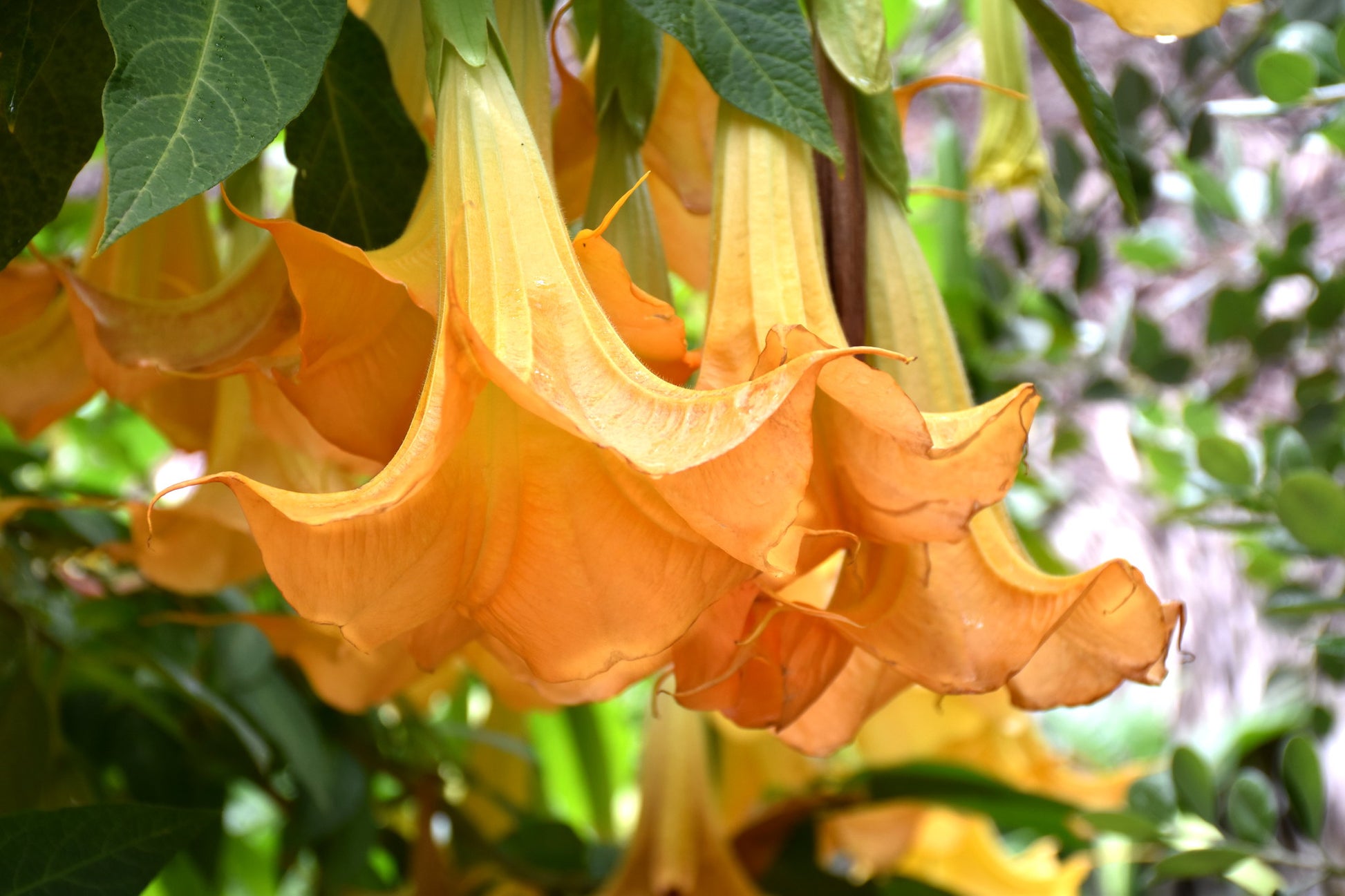 angel trumpet flower seeds Orange Angel's Trumpet Brugmansia suaveolens 5 Seeds – R&B Floridaseeds