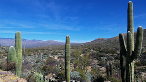 Saguaro Cactus Carnegiea gigantea 30 Seeds