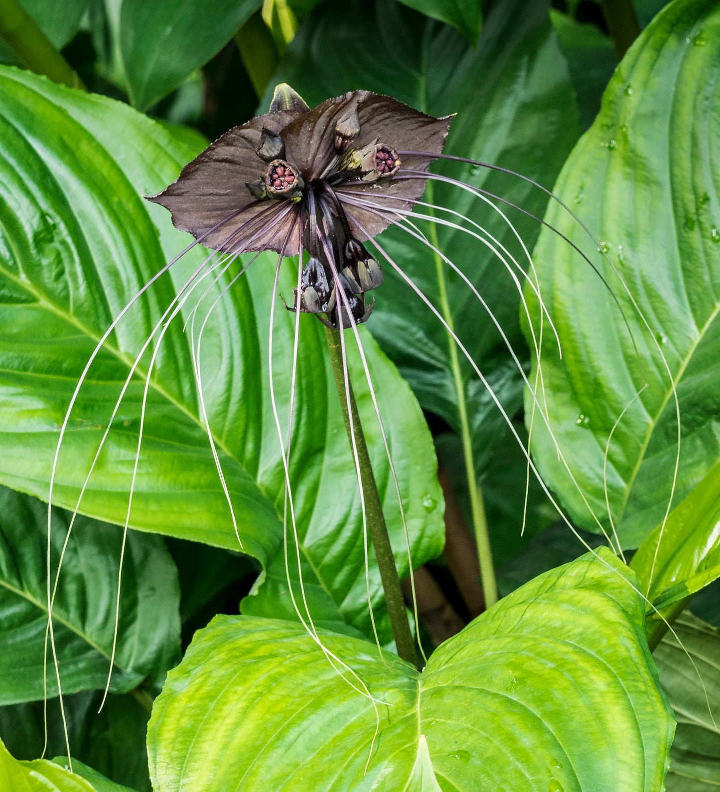 Black Bat Flower Tacca chantrieri 20 Seeds  USA Company