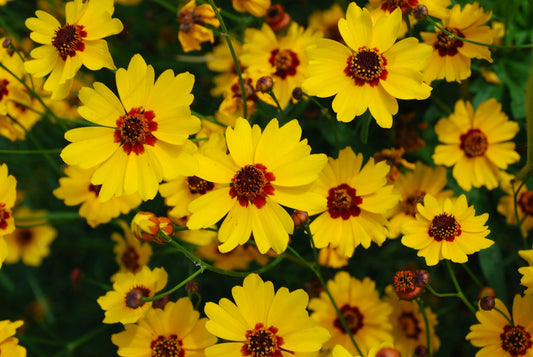 Goldenmane Coreopsis Coreopsis basalis 100 Seeds  USA Company