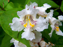 Load image into Gallery viewer, Northern Catalpa Catalpa speciosa 200 Seeds