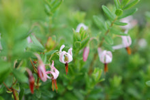 Load image into Gallery viewer, Cranberry Vaccinium macrocarpon 100 Seeds