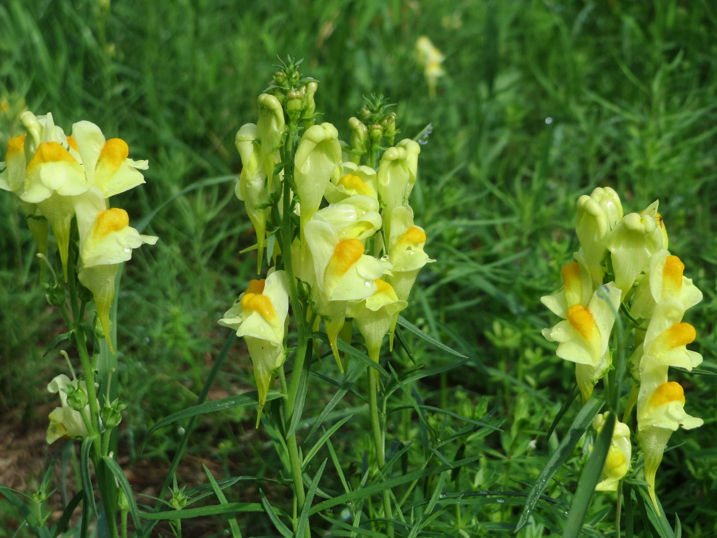 Yellow Toadflax Linaria vulgaris 100 Seeds  USA Company