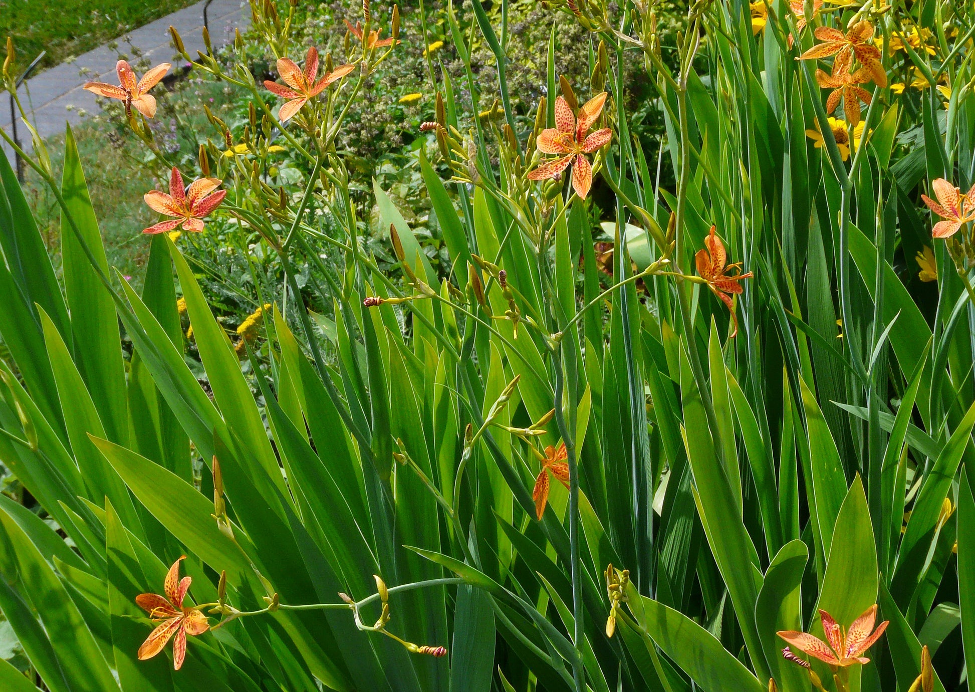 does a leopard lily flower Leopard Lily 20 Seeds Belamcanda chinensis – R&B Floridaseeds