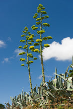 Load image into Gallery viewer, Century Plant Agave americana 20 Seeds
