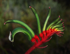 Red and Green Kangaroo Paw Anigozanthos manglesii  20 Seeds