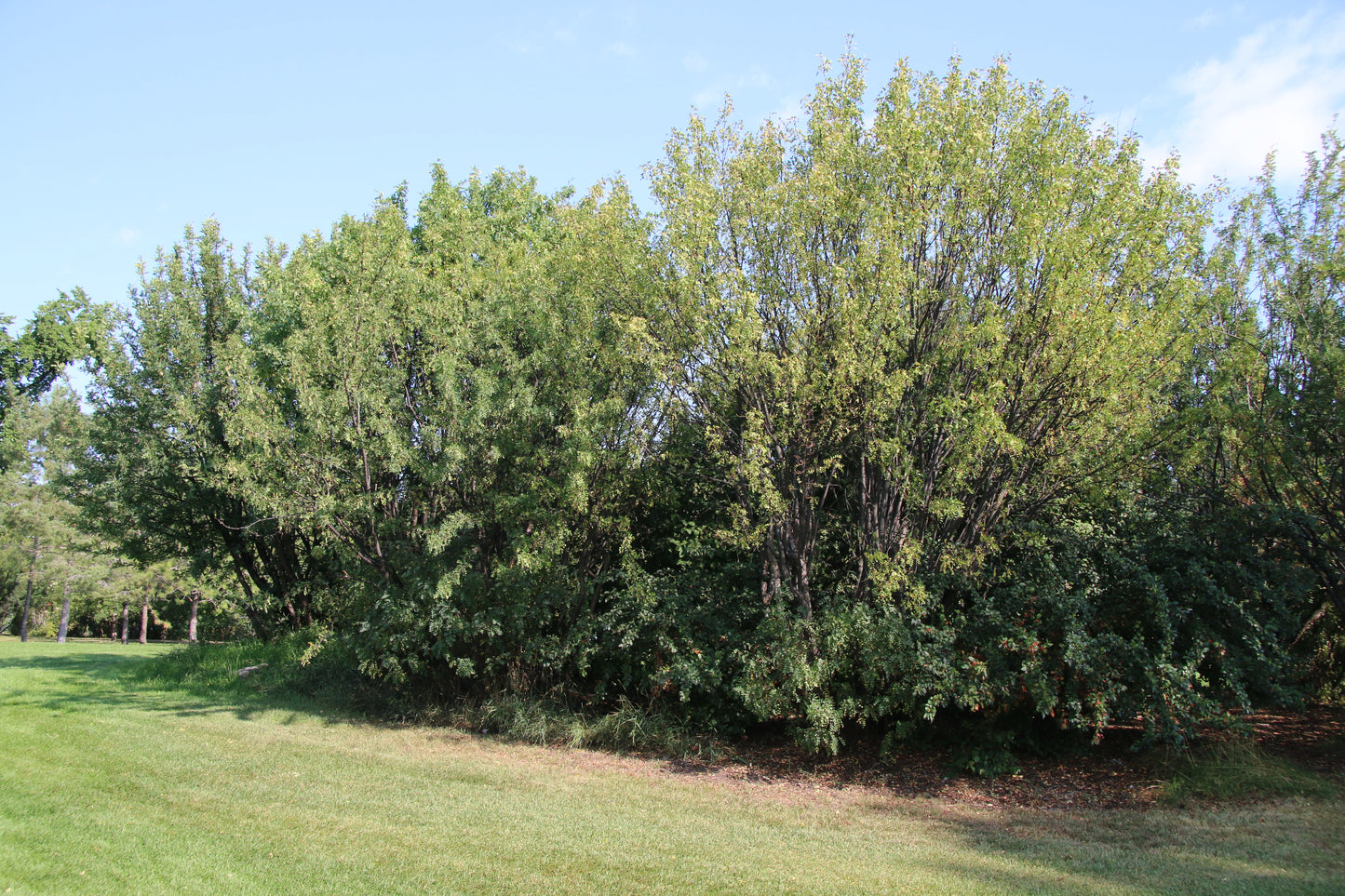 Siberian Pea Tree  Caragana arborescens  100 Seeds  USA Company
