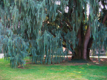 Load image into Gallery viewer, Kashmir Cypress Cupressus cashmeriana 20 Seeds
