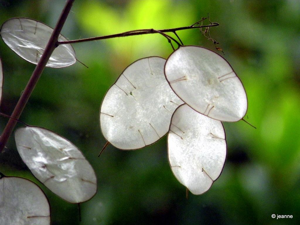 money tree pods Money Plant Honesty Lunaria annua 100 Seeds – R&B Floridaseeds