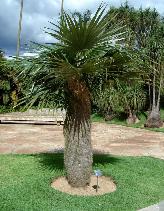 Old Man Palm   10 Seeds   Coccothrinax crinita