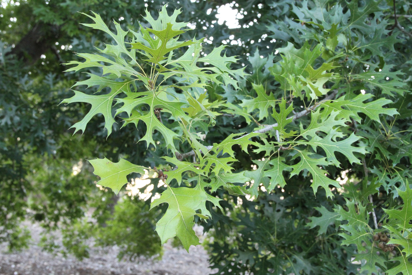 Scarlet Oak Quercus coccinea 10 Seeds  USA Company
