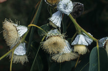Load image into Gallery viewer, Southern Blue Gum Eucalyptus globulus 20 Seeds