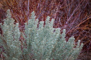 Big Sagebrush Artemisia tridentata 200 Seeds