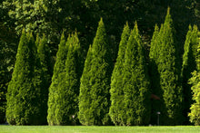Load image into Gallery viewer, Northern White Cedar Arborvitae Thuja occidentalis 20 Seeds