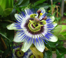 Load image into Gallery viewer, Blue Passion Flower Passiflora caerulea  20 Seeds