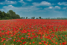 Load image into Gallery viewer, Field Poppy Papaver rhoeas 100 Seeds