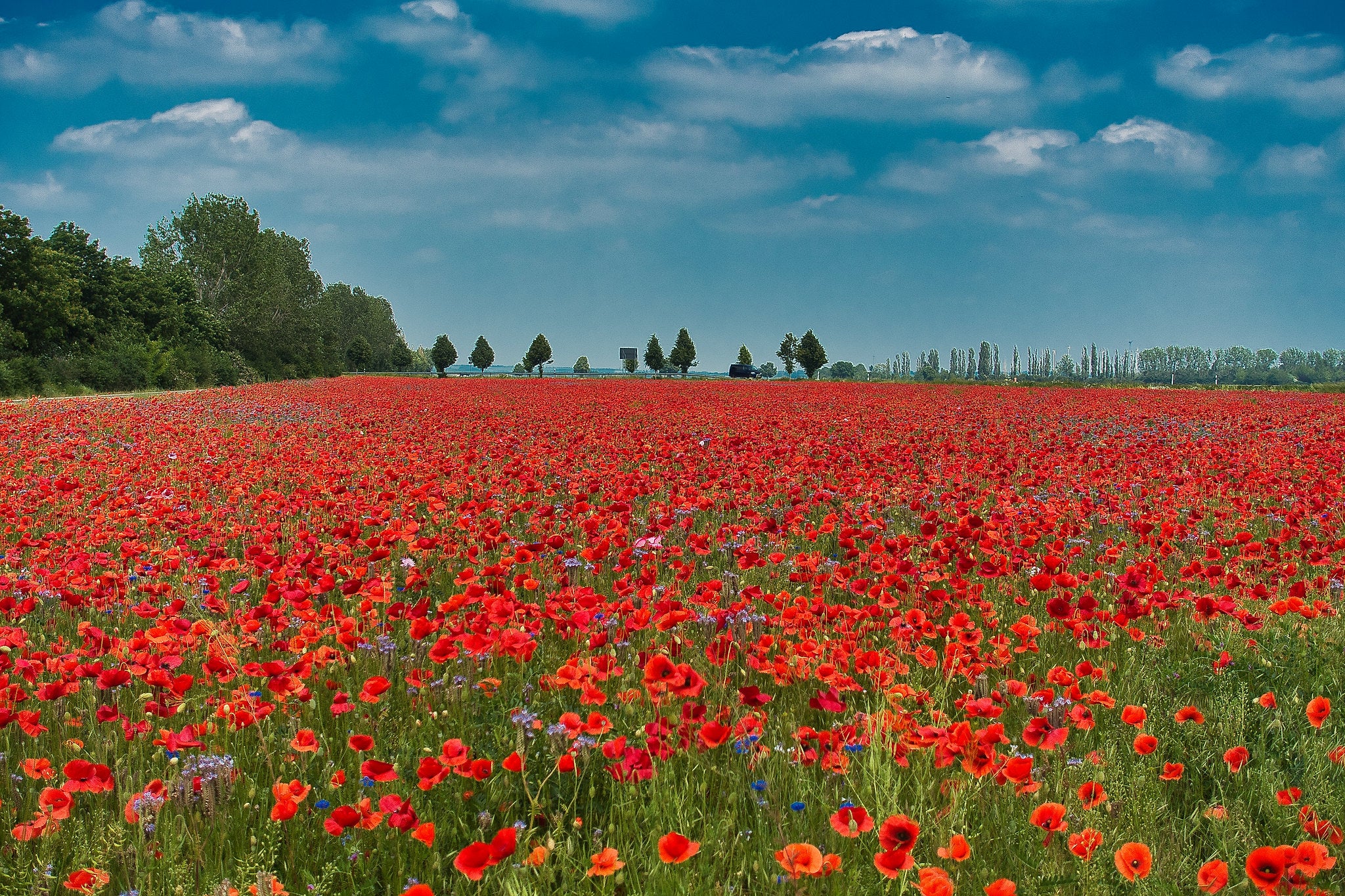 Field Poppy Papaver rhoeas 100 Seeds (FREE SHIPPING) – R&B