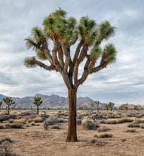 Load image into Gallery viewer, Joshua Tree Yucca brevifolia 20 Seeds