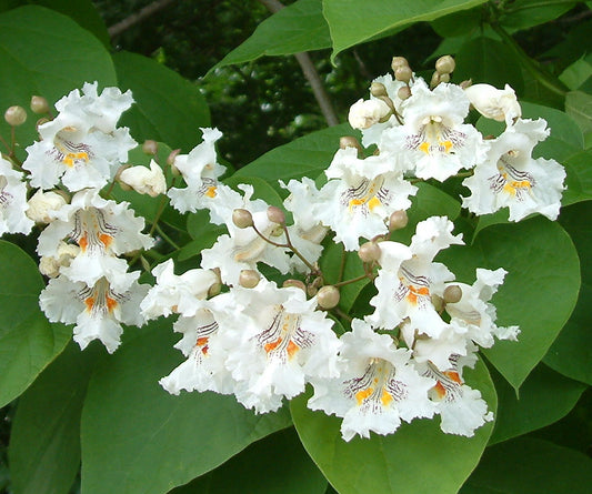 Northern Catalpa Catalpa speciosa 100 Seeds   USA Company