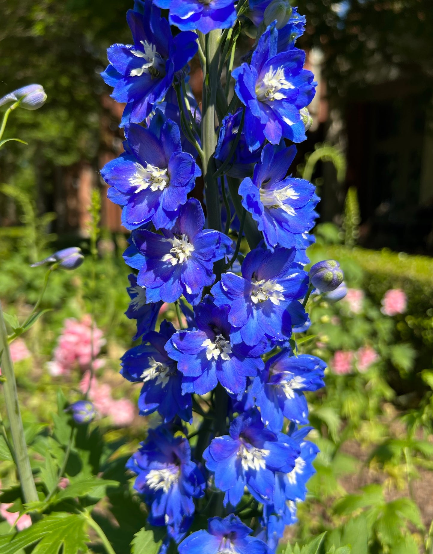 Blue Bird Delphiniium  1000 Seeds  Larkspur Delphinium cultorum