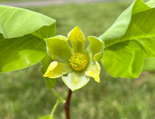 Load image into Gallery viewer, Cucumber Tree Magnolia acuminata 10 Seeds