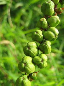 Coppertips   Crocosmia paniculata  50 Seeds