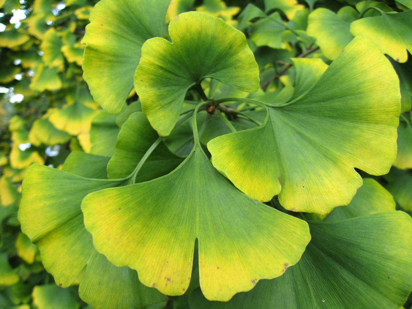 Ginkgo  25 Seeds  Maidenhair Tree Ginkgo biloba  USA Company