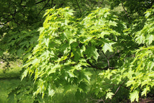 Load image into Gallery viewer, Sugar Maple Acer saccharum 20 Seeds