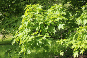 Sugar Maple Acer saccharum 20 Seeds