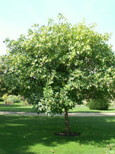Load image into Gallery viewer, Hop Tree Ptelea trifoliata 20 Seeds