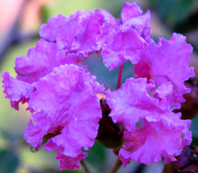 Load image into Gallery viewer, Purple Crape Myrtle Lagerstroemia indica 20 Seeds