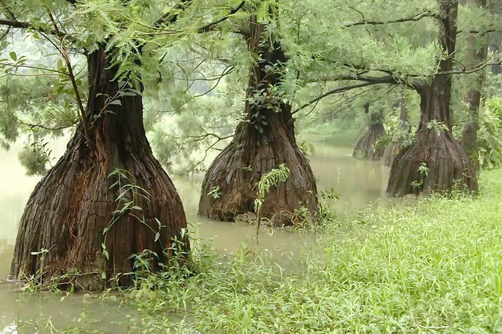 Chinese Swamp Cypress Glyptostrobus pensilis 20 Seeds