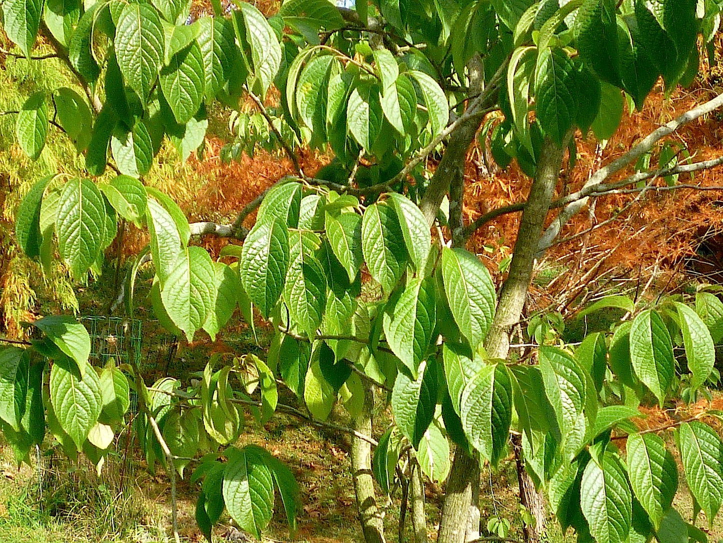 Hardy rubber Tree Eucommia ulmoides 100 Seeds  USA Company