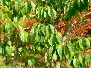 Hardy rubber Tree Eucommia ulmoides 20 Seeds