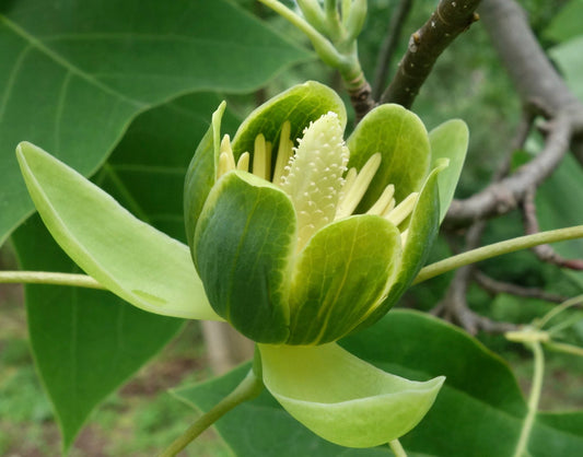 Chinese Tulip Tree 100 Seeds  Liriodendron chinense  USA Company