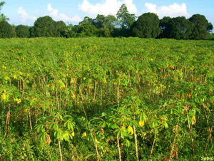 Tapioca Cassava Manihot escultenta 10 Seeds