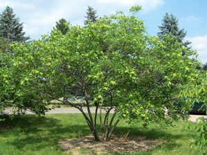 Hop Tree Ptelea trifoliata 20 Seeds