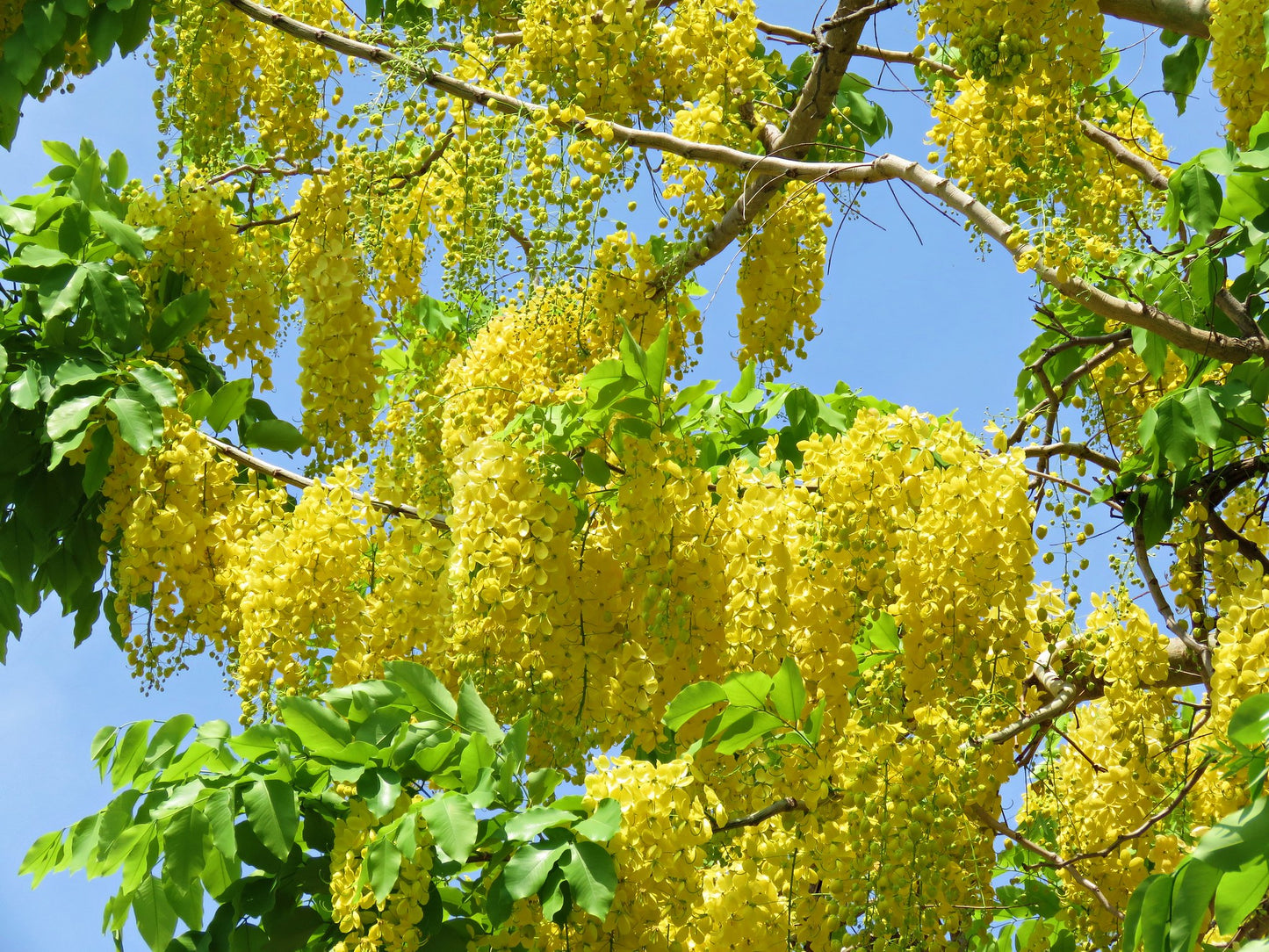 Golden Shower Tree Cassia fistula 50 Seeds  USA Company