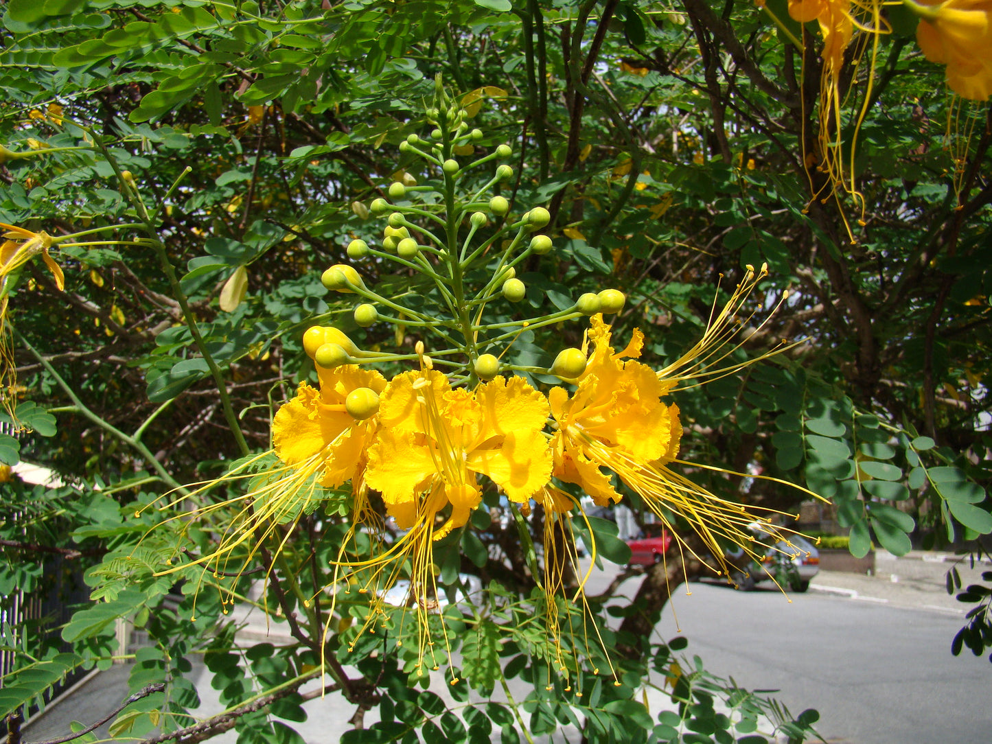 Yellow Pride of Barbados Caesalpinia pulcherrima 10 Seeds  USA Company