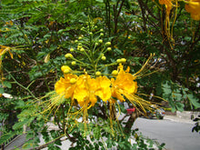 Load image into Gallery viewer, Yellow Pride of Barbados Caesalpinia pulcherrima 10 Seeds