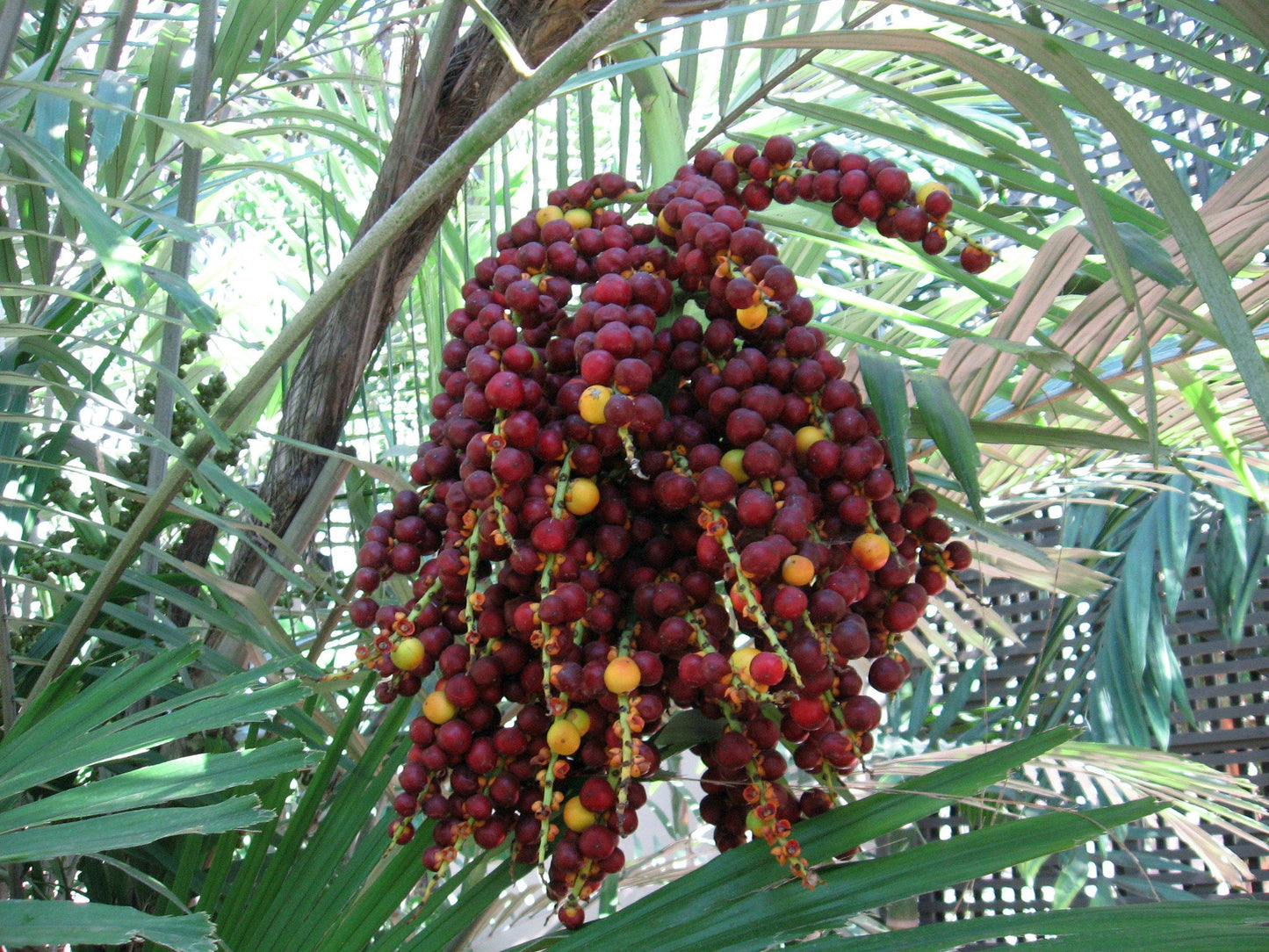 Formosa Palm Arenga engleri 100 Seeds  USA Company