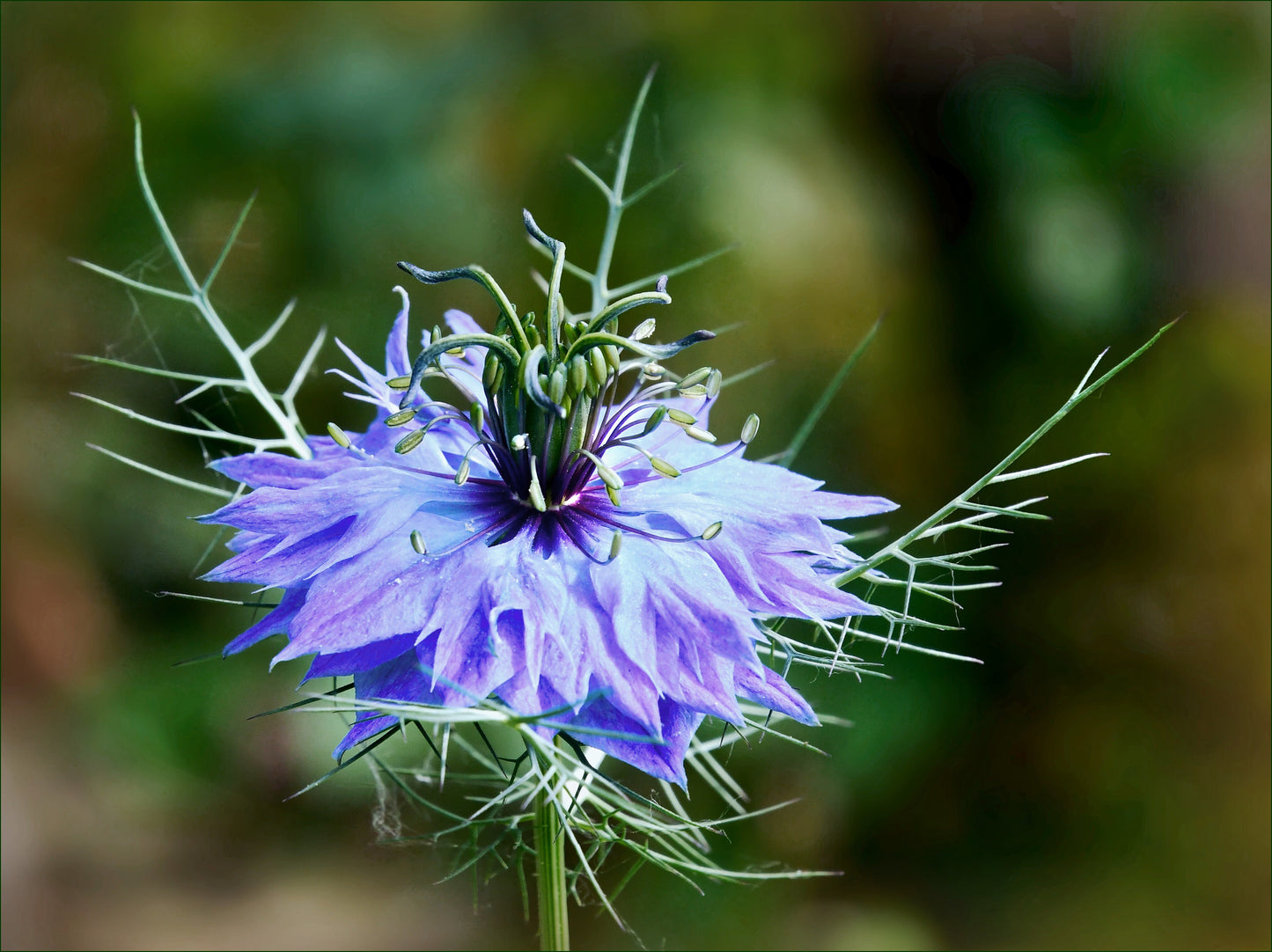 Black Cumin  100 Seeds  Nigella sativa