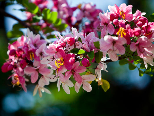 Apple Blossom Tree Pink shower Tree Cassia nodosa 10 Seeds  USA Company