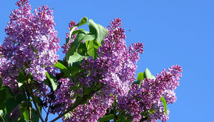 Lilac Syrina vulgaris 20 Seeds