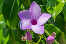 Load image into Gallery viewer, Rubber Vine Cryptostegia grandiflora 20 Seeds